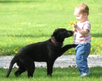 ceridwen zu treuen handen IPO2 RN german shepherd  with niece