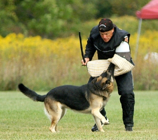 Aragorn zu Treuen Handen IPO3 SchH3 attack sean murphy