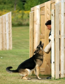 Aragorn zu Treuen Handen IPO3 SchH3 hold and bark